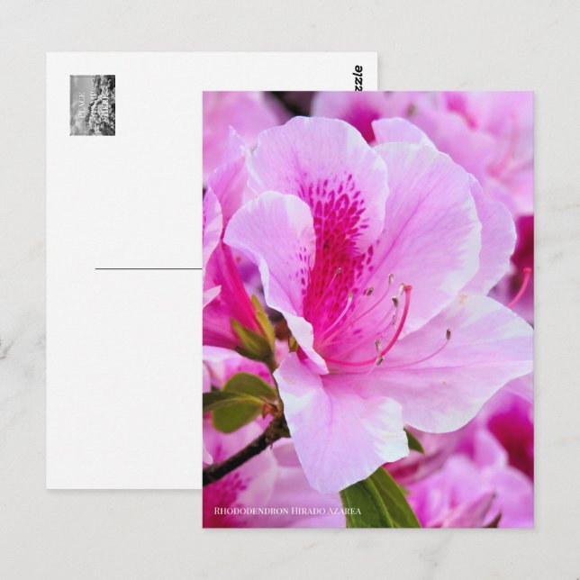 Rhododendron Hirado Azarea Postkarte (Vorne/Hinten)