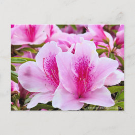 Rhododendron Hirado Azarea Postkarte