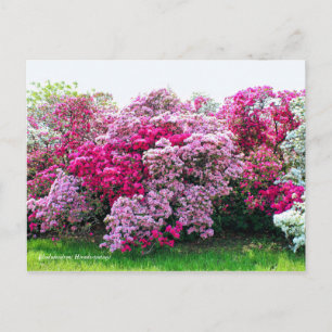 Rhododendron: Hirado-Tsutsuji [Postcard] Postkarte