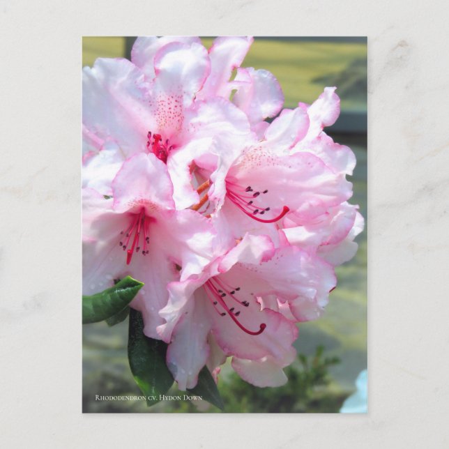 Rhododendron 'Hydon Down' [Postkarte] Postkarte (Vorderseite)