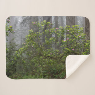 Rhododendron im Redwood National Park Kalifornien Sherpadecke