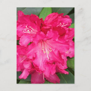 Rhododendron in rosa postkarte