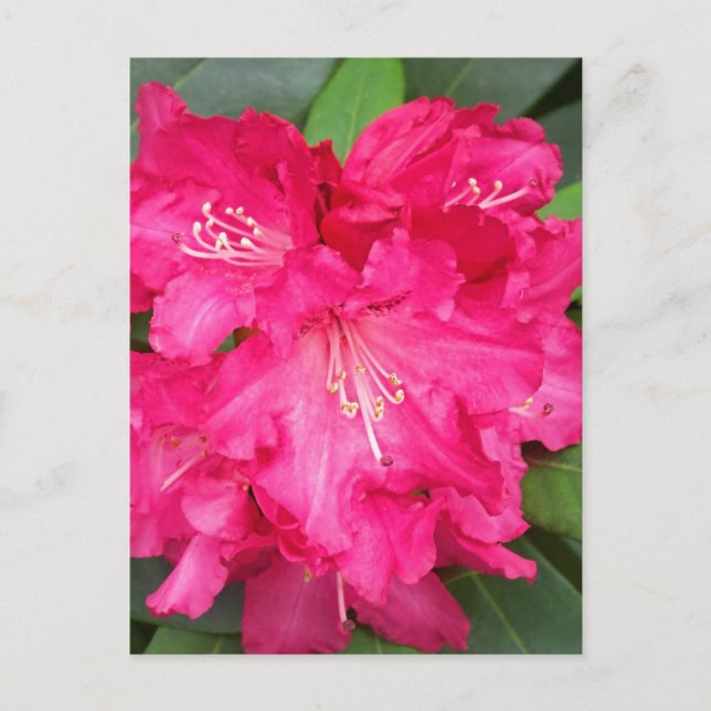 Rhododendron in rosa postkarte (Vorderseite)