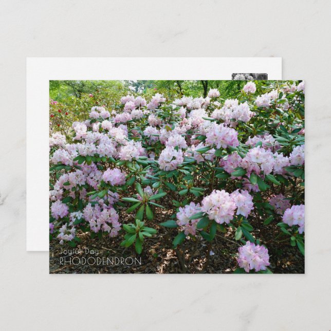 Rhododendron "Joyful Day" Postkarte (Vorne/Hinten)