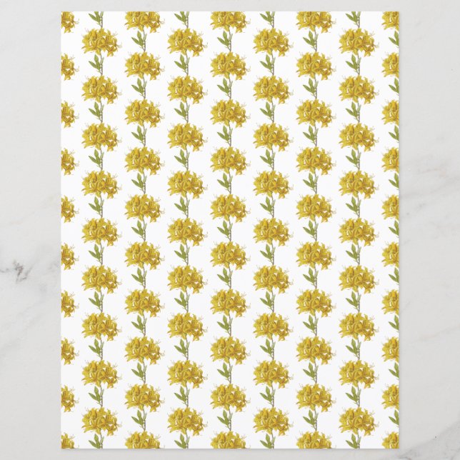 Rhododendron luteum (Pontic Azalea) (Vorderseite)