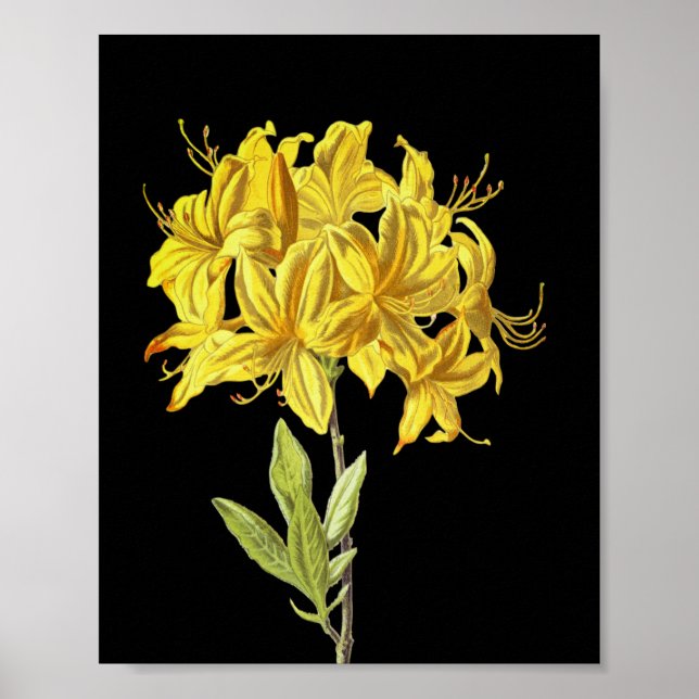 Rhododendron luteum (Pontic Azalea) Poster (Vorne)