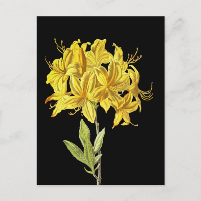Rhododendron luteum (Pontic Azalea) Postkarte (Vorderseite)