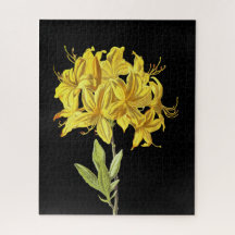 Rhododendron luteum (Pontic Azalea)