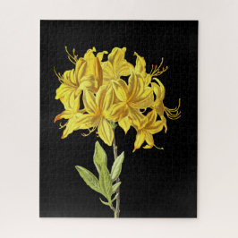 Rhododendron luteum (Pontic Azalea) Puzzle