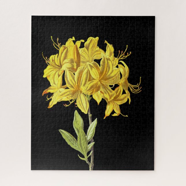 Rhododendron luteum (Pontic Azalea) Puzzle (Vertikal)