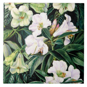 Rhododendron (Nordindien), botanische Kunst, Fliese