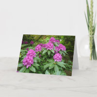 Rhododendron Ponticum