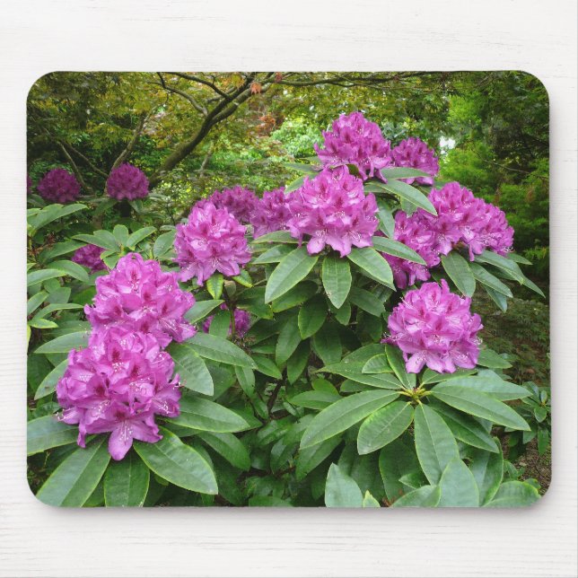 Rhododendron Ponticum Mousepad (Vorne)
