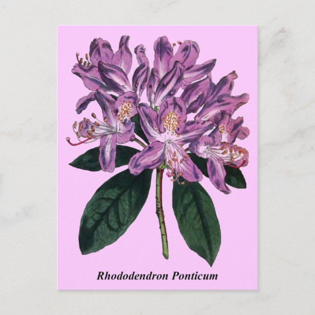 Rhododendron Ponticum Postkarte (Vorderseite)