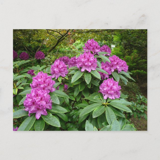 Rhododendron Ponticum Postkarte (Vorderseite)