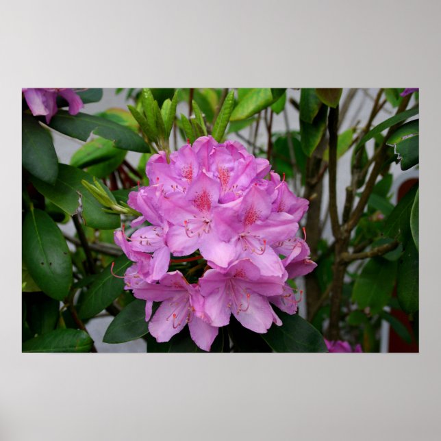 Rhododendron Poster (Vorne)