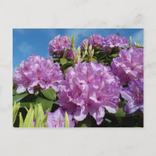 Rhododendron Postkarte