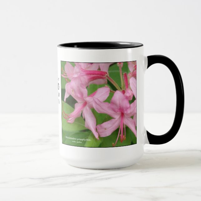 Rhododendron prinophyllum, frühe Azalee Tasse (Rechts)