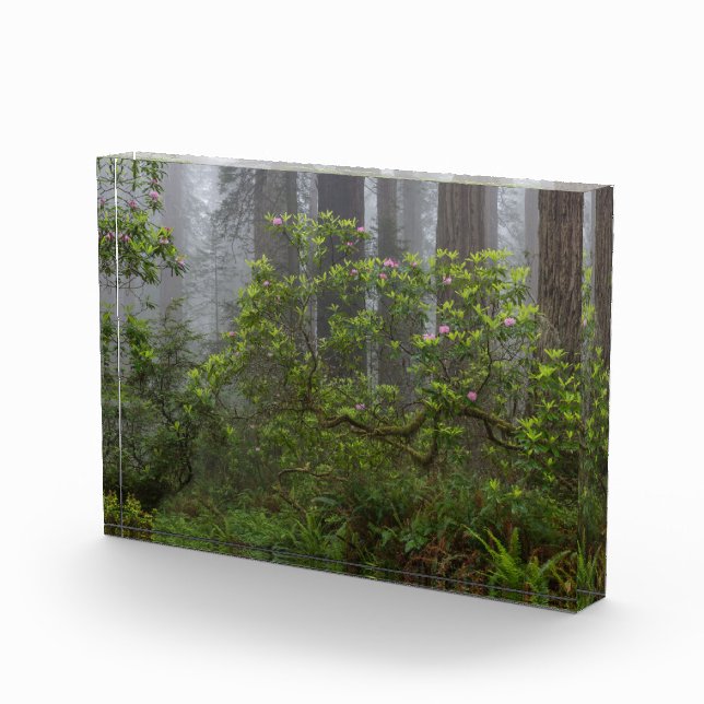 Rhododendron - Redwood-Nationalpark California Fotoblock (Rechts)