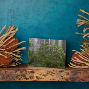 Rhododendron - Redwood-Nationalpark California Fotoplatte