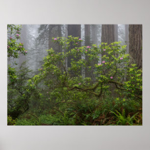 Rhododendron - Redwood-Nationalpark California Poster