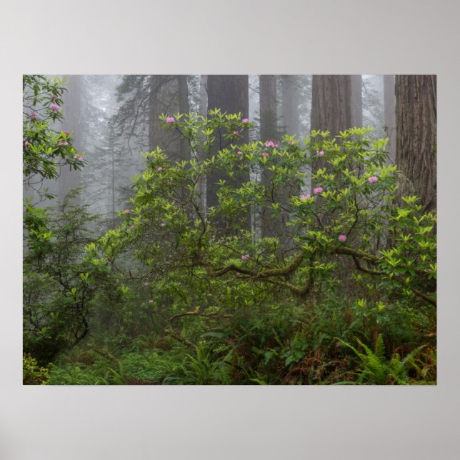 Rhododendron - Redwood-Nationalpark California Poster (Vorne)