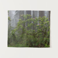 Rhododendron - Redwood-Nationalpark California