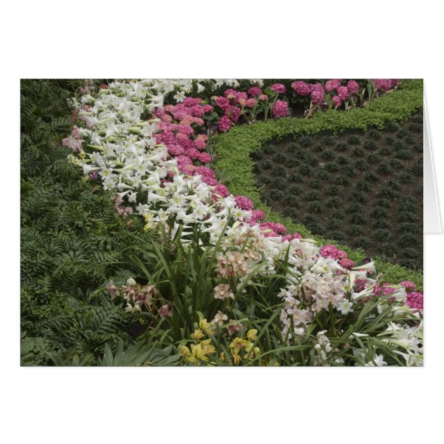 Rhododendron (Rhododendron catawbiense) Heath (Vorderseite (Horizontal))