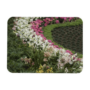Rhododendron (Rhododendron catawbiense) Heide Magnet