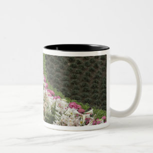 Rhododendron (Rhododendron catawbiense) Heide Zweifarbige Tasse