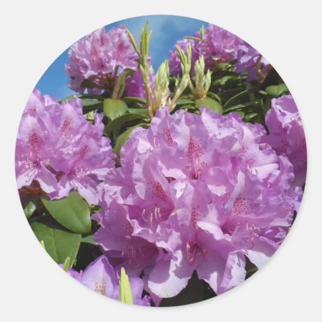 Rhododendron Runder Aufkleber (Vorderseite)