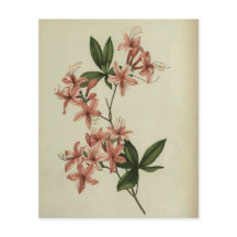 Rhododendron Study Scrapbook Paper