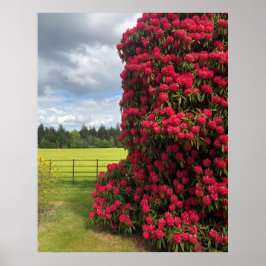 Rhododendron und Landschaftlicher Blick in Schottl Poster