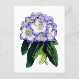Rhododendron Vintag Botanische Postkarte