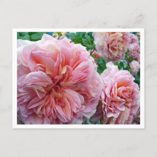 Rhododendrum Postkarte
