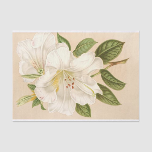 Rhododendrum Sesterianum, Decoupage Seidenpapier (Vorderseite)