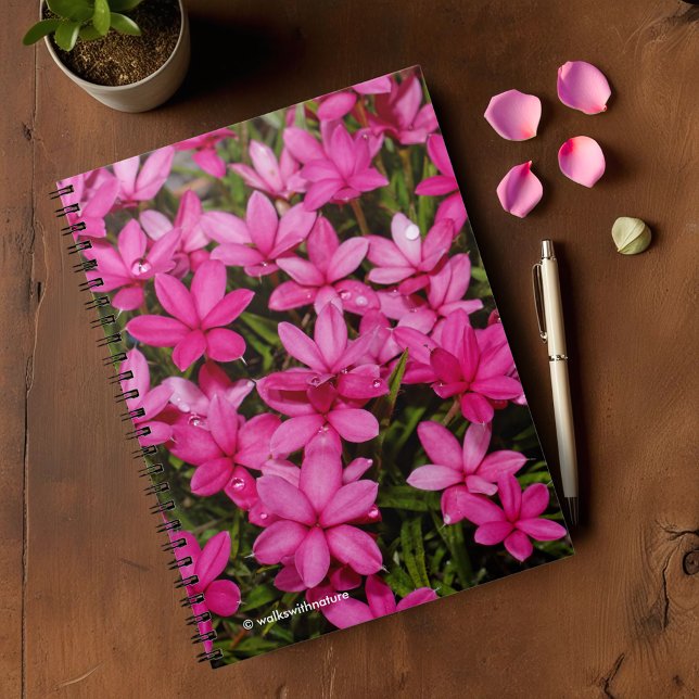 Rhodohypoxis / Roter Stern / Rosy Posy Notizblock (Rhodohypoxis Rosy Posy Journal Cover Photo)