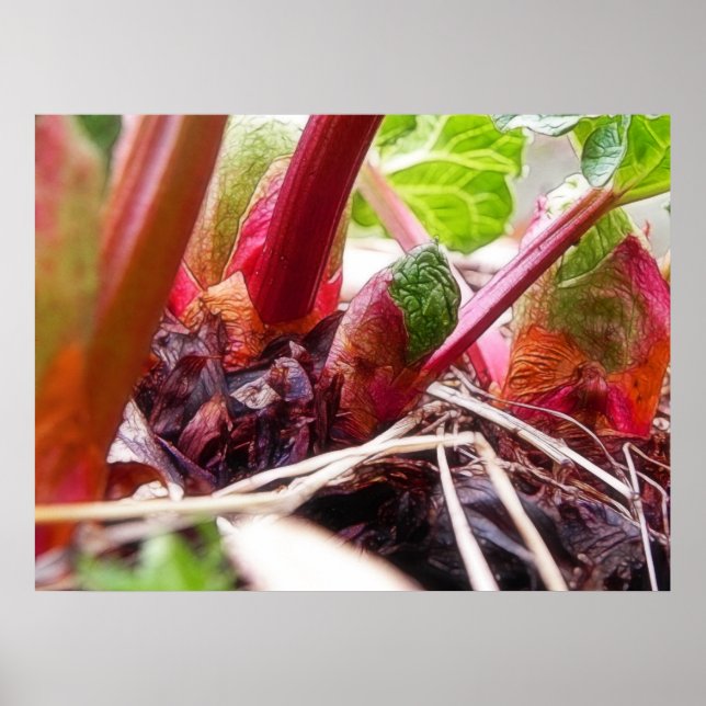 Rhubarb Sprouting im Frühjahrsgarten Poster (Vorne)