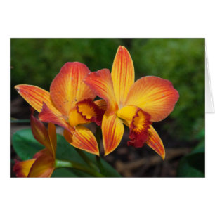 Rhyncattleanthe Liebe Tapestry