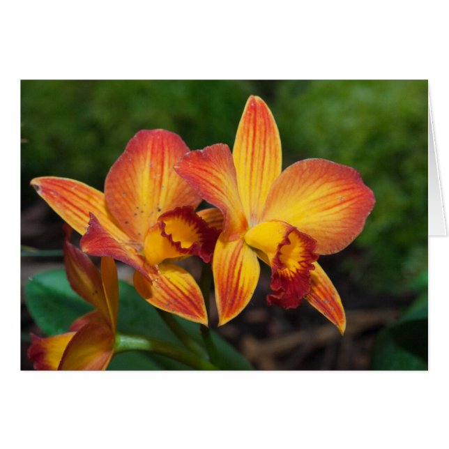 Rhyncattleanthe Liebe Tapestry (Vorderseite (Horizontal))