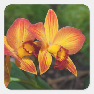 Rhyncattleanthe Liebe Tapestry Quadratischer Aufkleber