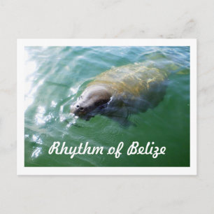 Rhythmus des Belize Manatee im Fluss Blank Card Postkarte