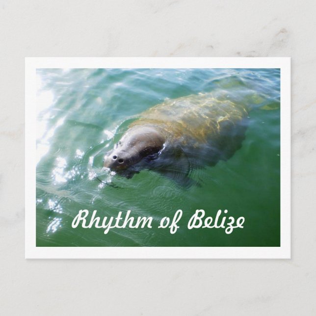 Rhythmus des Belize Manatee im Fluss Blank Card Postkarte (Vorderseite)