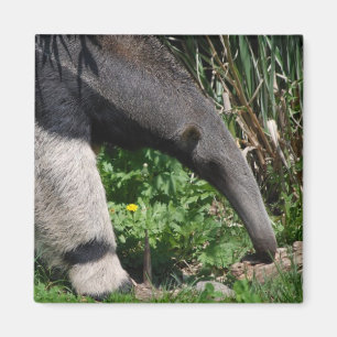 Riant Anteater Foto Magnet