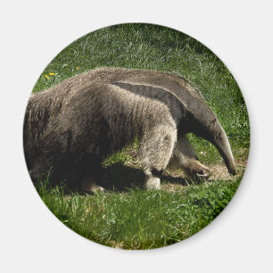 Riant Anteater Magnet