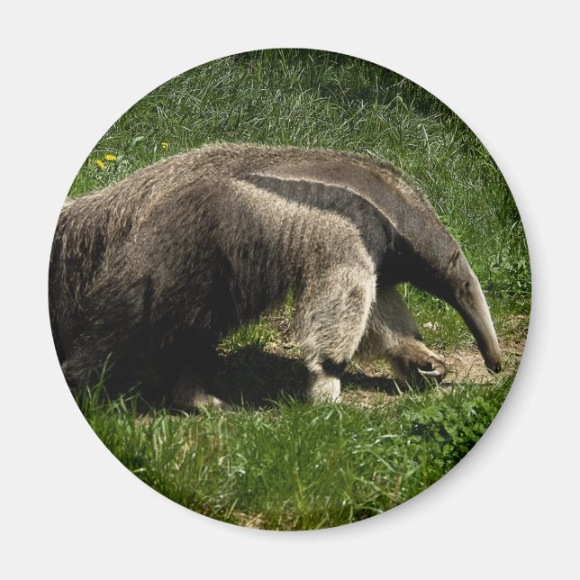 Riant Anteater Magnet (Vorne)