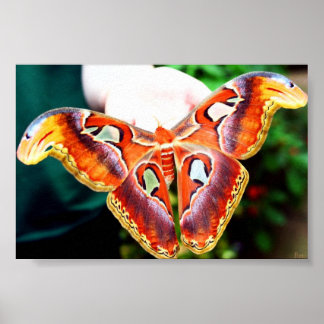 Riant Atlas Moth Poster