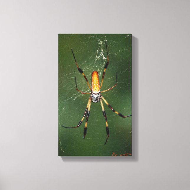 Riant Banana Spider Leinwand (Vorderseite)