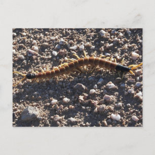 Riant Desert Centipede Postkarte