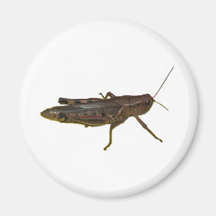 Riant Grasshopper Magnet